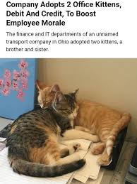 Adorable Animal Memes That Anyone With A Soul Will Enjoy Kittens Animal Memes Adoption