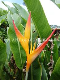 Heliconia Bird Of Paradise Plant Varieties Heliconia Rhizomes For Sale Heliconia Care Plant Group Hawaii Heliconia Plant Heliconia Plants