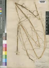 Image result for Paspalidium obtusifolium