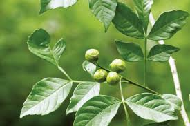 Image result for Harrisonia