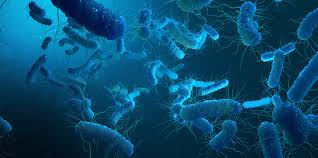 Image result for Legionella
