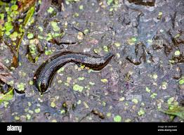Black Leech Hirudo Medicinalis Bloodsucker Parasite At Swamp Macro Stock Photo Alamy