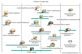 phylogeny biology britannica