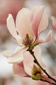 Flower Flores De Amor Flores Bonitas Flores Raras