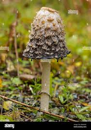 Image result for Coprinus comatus