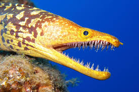 Image result for giant moray eel