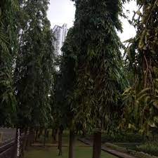 Biaya masuk taman mini adalah sendiri adalah rp 10.000 dan anda akan diminta membayar harga tiket masuk di pintu gerbang. Taman Cattleya Tempat Yang Sangat Sejuk Dan Nyaman