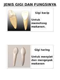 We did not find results for: Jenis Gigi Dan Fungsinya