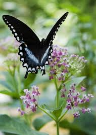 Butterfly Beautiful Butterflies Swamp Milkweed Beautiful Bugs