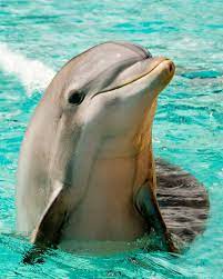 Advertisement ­whales and dolphins are mammals, so in a lot of ways, they are just like human. Dolphins Have The Best Skin Care Routine For Dolphin Skin