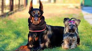 Il collare parassikil assicura una protezione permanente di lunga durata, fino a 7 mesi contro le zecche e 10 mesi contro le pulci. Classificazione Delle Razze Di Cani Per Taglia Piccola Media E Grande