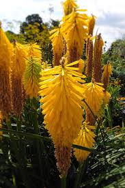 Maybe you would like to learn more about one of these? Foxtail Lilies Yellow Flowers Garden Flower Nature Tall Bloom Pikist