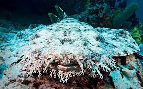 A sub reddit dedicated to photos, videos, and information about the tasselled wobbegong (eucrossorhinus dasypogon). Tasseled Wobbegong Sierra Club