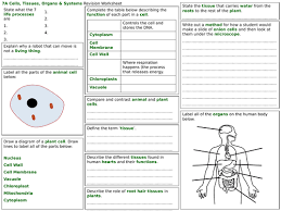 Dsimple tissues only carry out the basic functions of cell support, whereas compound tissues carry out complex functions like respiration and photosynthesis. Exploring Science 7a Revision Worksheet Cells Tissues Organs And Systems Teaching Resources