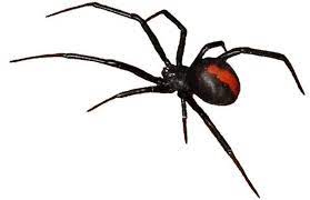 Redback Spider Fatal To Humans Australian Spider Spider Tattoo Redback Spider