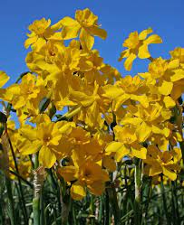 Narcissus Twinkling Yellow A Selection Out Of N Jonquilla Var Henriquesii It Has Up To Five 1 1 2 Vivid Yellow Fl Bulb Flowers Narcissus Narcissus Flower