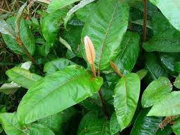 Image result for Harungana madagascariensis