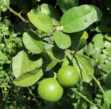 Image result for Citrus × aurantiifolia