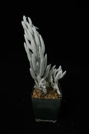 Image result for Caputia