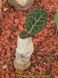 Image result for Monadenium pseudoracemosum