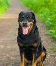 ABCs of Animal World: All-Black Breeds of Dog