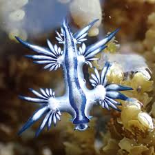 Image result for Bolboschoenus glaucus
