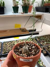 Image result for Momordica boivinii