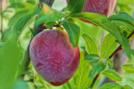 Maybe you would like to learn more about one of these? Santa Rosa Plum Tree Care Ehow Plum Tree Care Plum Tree Tree Care
