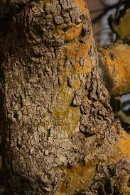 Image result for Hildegardia