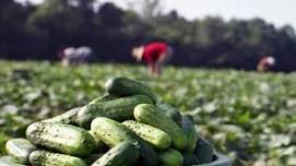 St. Joe Pickle Festival 2026