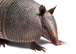 20 Animals You Might Not Know Are Going Extinct Armadillo Animals Pet Sitting Services