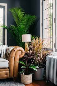 In my defense, it was on a high shelf and i never actually tested the soil before watering. The Best Plants For Any Living Room Bloomscape