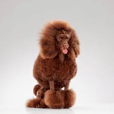 We did not find results for: Mini Goldendoodles Breed Information And Guide Spiritdog Training