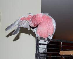 My Poor Little Lady Flies Backwards And Officially Has No Tail Feathers.  Hopefully Her Flight Feathers Grow In Soon... : R/Cockatiel