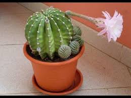 Indoor cactus care has become a popular topic. How To Grow Indoor Cactus Plant Fertilizing Cactus How To Care For Succulents Urdu Hindi Indoor Cactus Plants Cactus Pictures Blooming Cactus