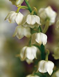 We did not find results for: Lily Of The Valley Alba Tesselaar