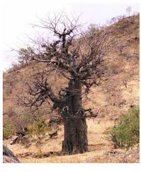 Image result for Phacelurus gabonensis