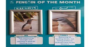 Aquarium In New Zealand Has A Naughty Penguin Of Every Month I Can Has Cheezburger 112 free images of cartoon penguin. naughty penguin of every month