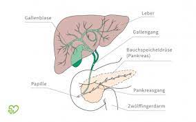 Gallenblasenentzundung Cholezystitis Gallenblase Entfernen Onmeda De