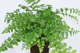 Image result for Asplenium preussii