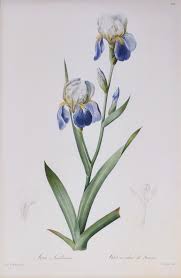 На яндекс.маркете — с 30 марта 2010 года. Pierre Joseph Redoute Redoute Set Of Twelve Irises Stipple Engraved And Finished By Hands