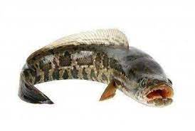 Check 'gabus' translations into english. Ikan Gabus Snake Head Steemit