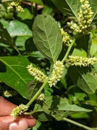 Image result for Tragia shirensis