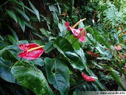 anthurium anthure flamant rose langue de feu anthurium tropical garden plants