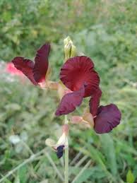 Image result for Macroptilium atropurpureum