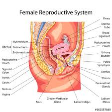 In this post, we will tell you the female reproductive system or sexual organs can be divided into external parts (parts outside the body) and internal parts (parts inside the body) (2). Female Reproductive Anatomy Diagram Anatomy Drawing Diagram
