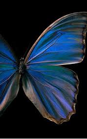 Black Blue And White Butterfly Meaning Blue Butterfly Blue Butterfly Black White Photography Butterfly