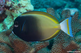 Image result for Thesium nigricans