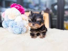 At teacup puppy home ®! Tiny Teacup Yorkie Puppies For Sale Micro Teacup Yorkies For Sale