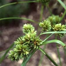 Image result for Cyperus foliaceus